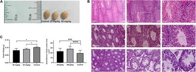 <mark class="highlighted">Therapeutic Dose</mark> of Hydroxyurea-Induced Synaptic Abnormalities on the Mouse Spermatocyte